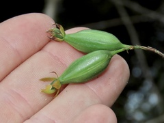 Epidendrum amphistomum