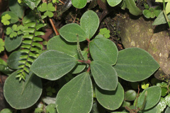 Peperomia leptostachya