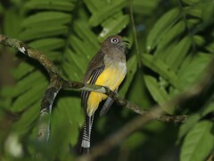Trogon rufus