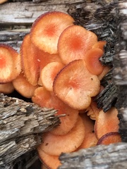 Chrysomphalina chrysophylla