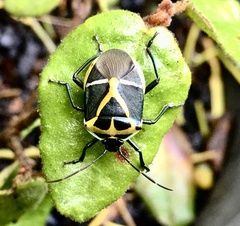 Commius elegans