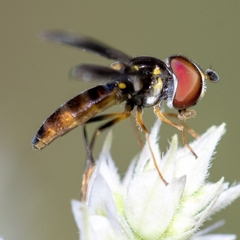 Ocyptamus antiphates