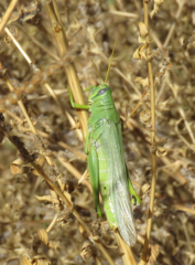 Schistocerca shoshone