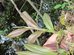 Epidendrum amphistomum