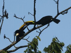 Ramphastos ambiguus