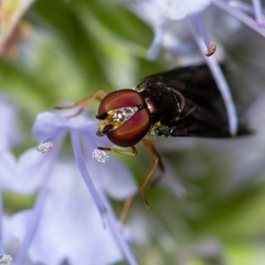 Ocyptamus antiphates