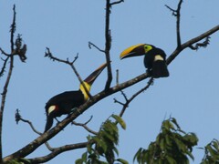 Ramphastos ambiguus