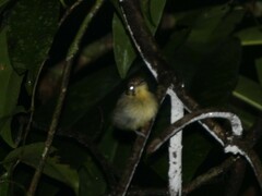 Platyrinchus coronatus
