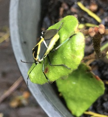 Commius elegans
