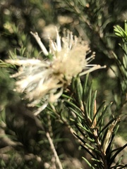 Melaleuca ericifolia