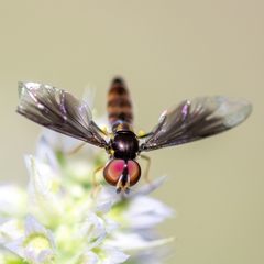 Ocyptamus antiphates