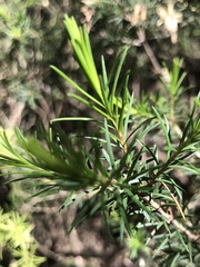Melaleuca ericifolia