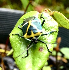 Commius elegans