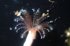 Hydroides elegans