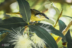 Gavicalis versicolor