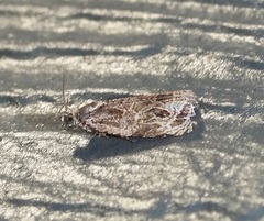 Olethreutes furfuranum
