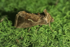 Macdunnoughia confusa