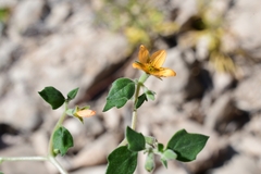 Mentzelia oligosperma