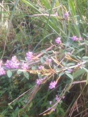 Grona heterocarpos