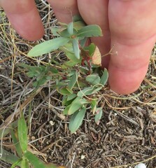 Galphimia angustifolia