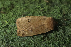 Conistra erythrocephala