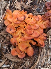 Chrysomphalina chrysophylla