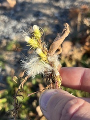 Symphyotrichum ciliatum