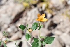 Mentzelia oligosperma