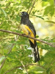Trogon melanocephalus