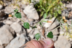 Mentzelia oligosperma