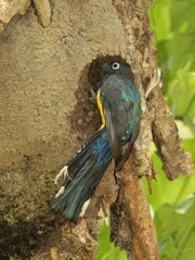 Trogon melanocephalus