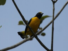 Euphonia affinis