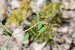 Mentzelia oligosperma