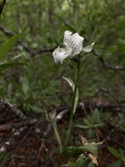 Chloraea galeata
