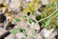 Mentzelia oligosperma