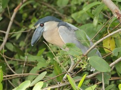 Cochlearius cochlearius