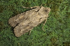 Lithophane ornitopus