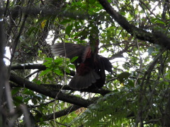 Nestor meridionalis septentrionalis