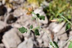 Mentzelia oligosperma