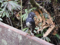 Petroica longipes