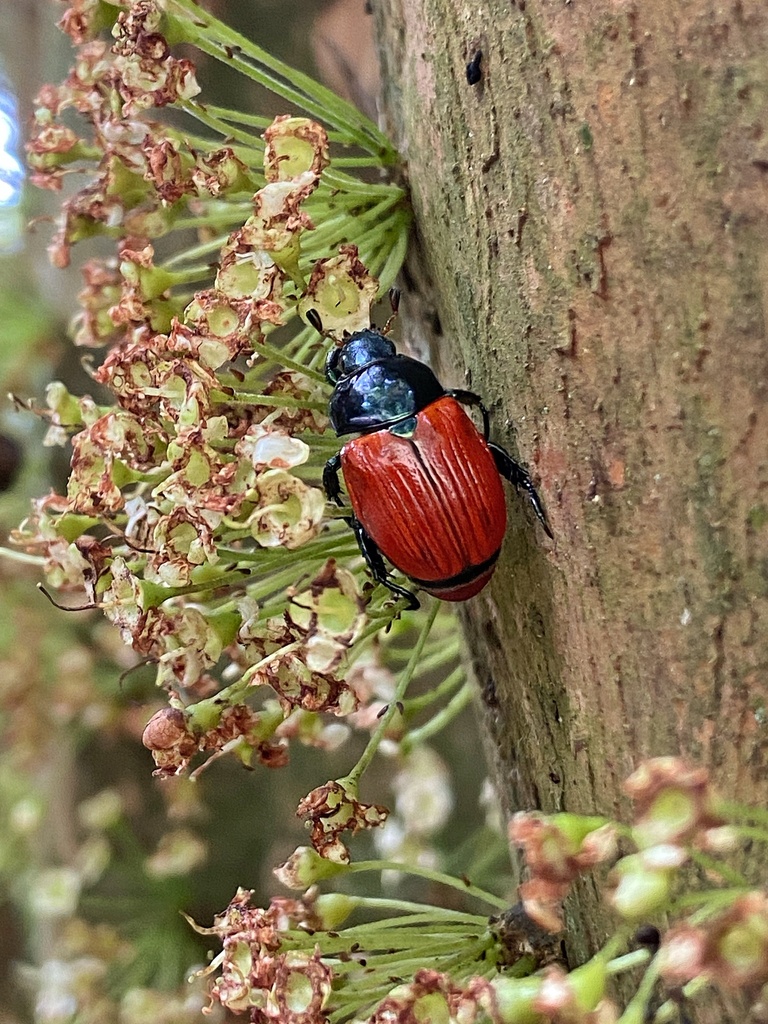 Pelidnota rubripennis