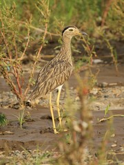 Burhinus bistriatus
