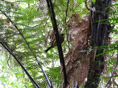 Anthornis melanura melanura