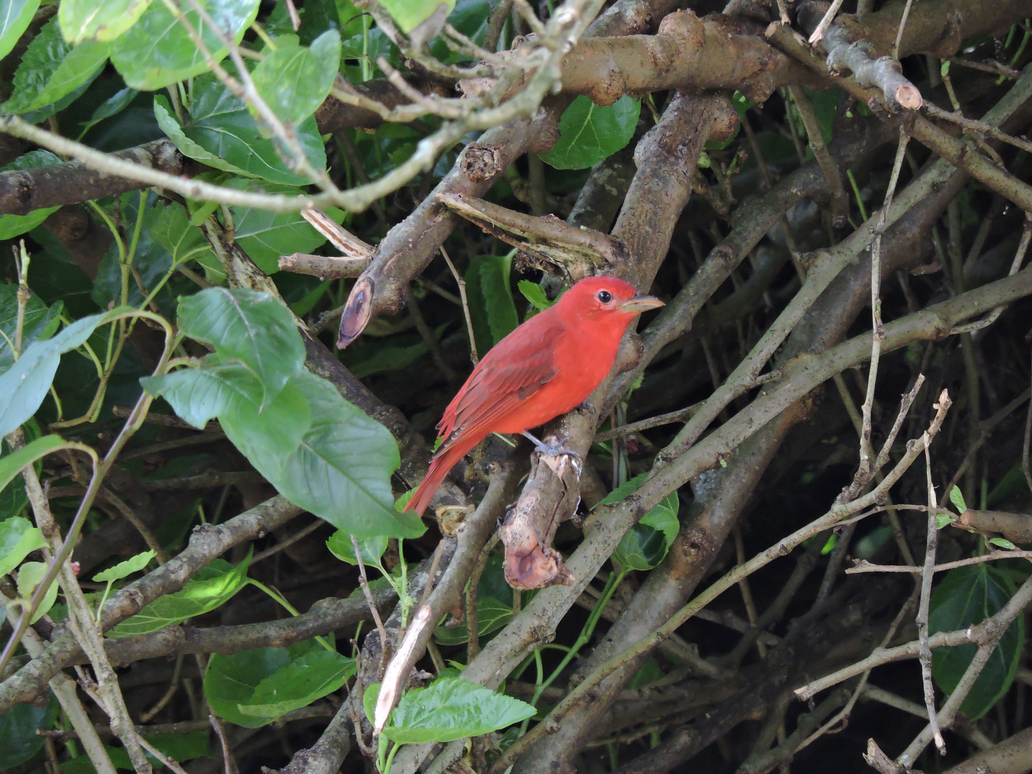 Piranga rubra image