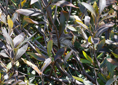 Acanthagenys rufogularis