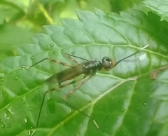 Rainieria