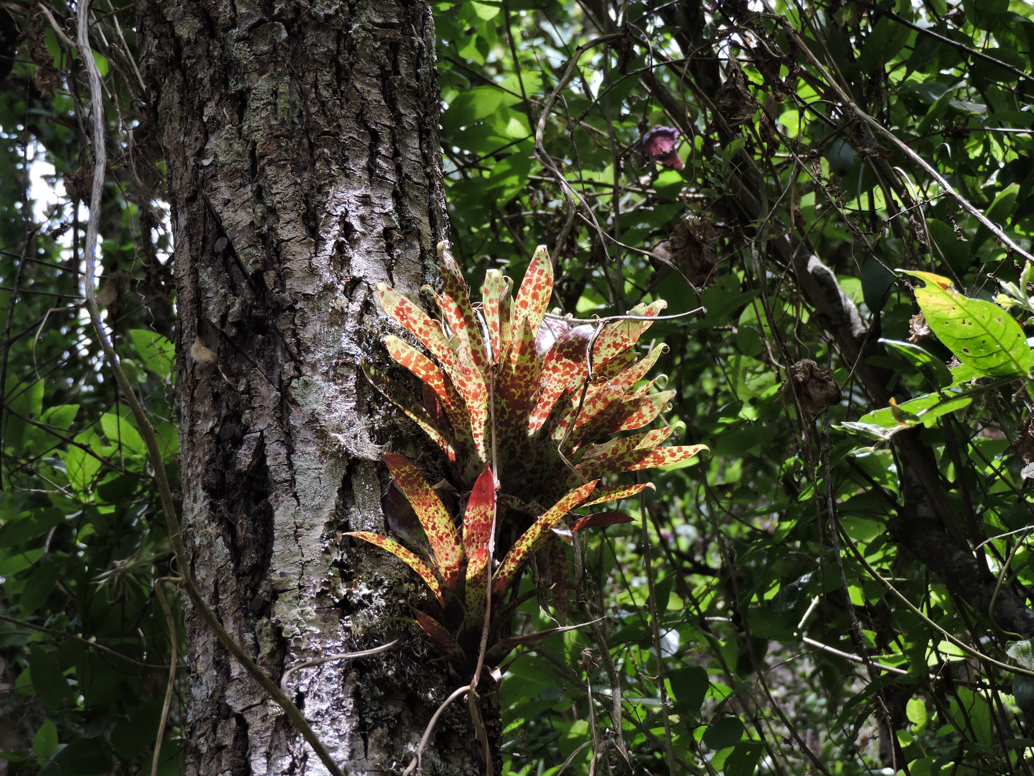 Tillandsia biflora image