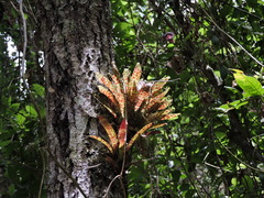 Tillandsia biflora