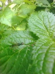 Rainieria