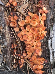 Chrysomphalina chrysophylla